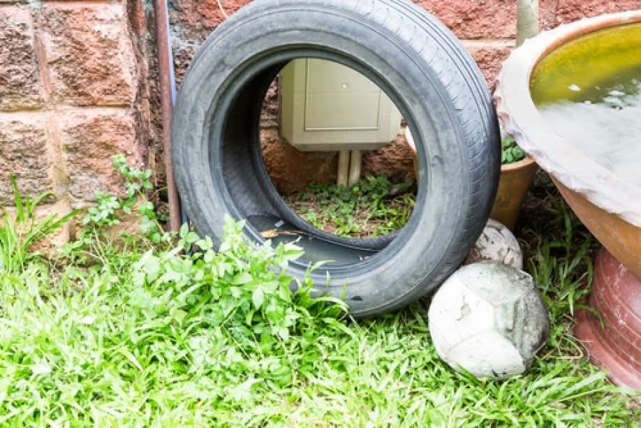 Households businesses urgent measures to prevent mosquito breeding after the weekend rainfall event