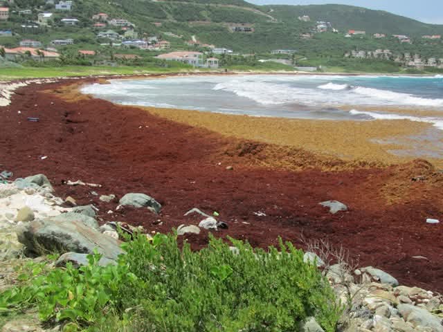 Seasonal Sargassum Seaweed Reaches Coastal Areas CPS Urges Community to Take Health Precautions